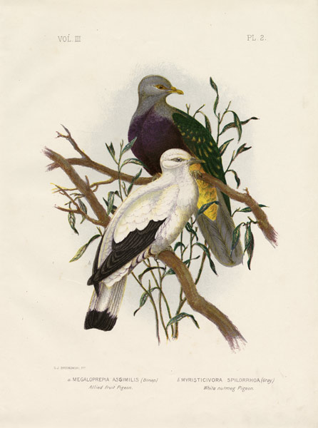 Allied Fruit Pigeon Or Wompoo Fruit-Dove from Gracius Broinowski