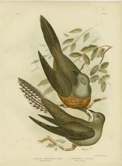 Australian Cuckoo from Gracius Broinowski