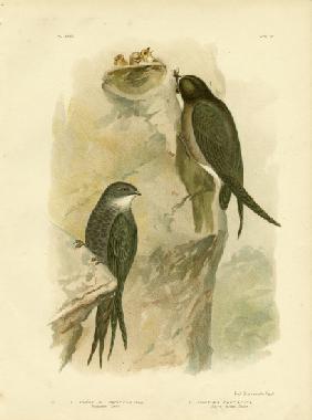 Australian Swift Or Fork-Tailed Swift