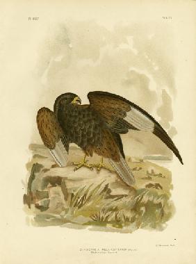 Black-Breasted Buzzard