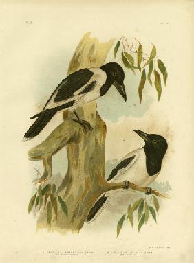 Black-Throated Crow-Shrike
