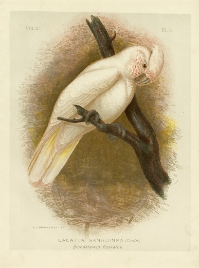 Blood-Stained Cockatoo from Gracius Broinowski