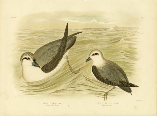 Broad-Billed Prion from Gracius Broinowski
