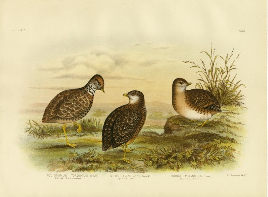 Collared Plainwanderer Or Plains Wanderer from Gracius Broinowski