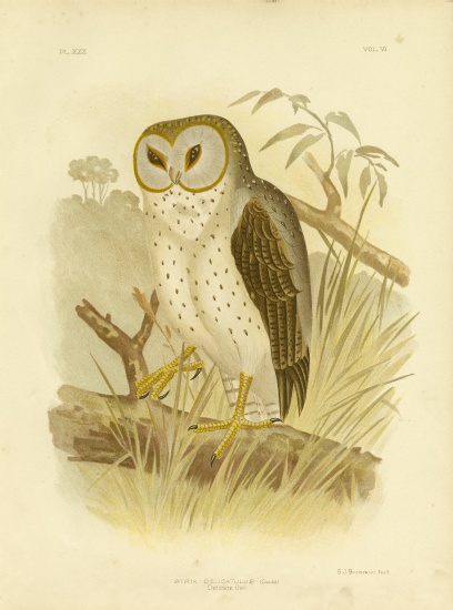 Delicate Owl from Gracius Broinowski