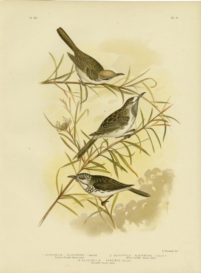 Fulvous-Fronted Honeyeater from Gracius Broinowski