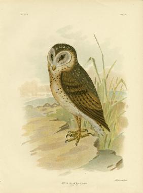 Grass Owl