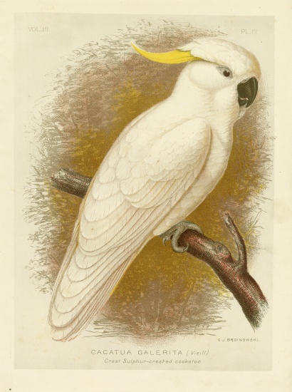 Great Sulphur-Crested Cockatoo from Gracius Broinowski