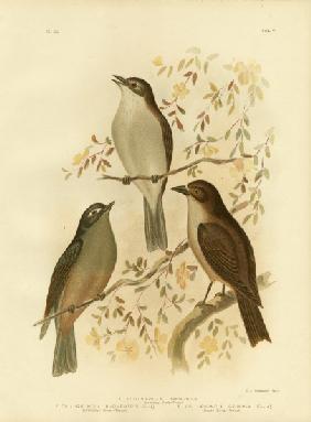 Harmonious Shrike-Thrush Or Grey Shrike-Thrush