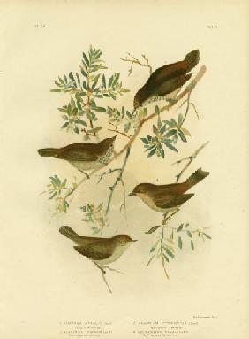 Inland Thornbill Or Broad-Tailed Thornbill