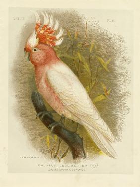 Leadbeater'S Cockatoo