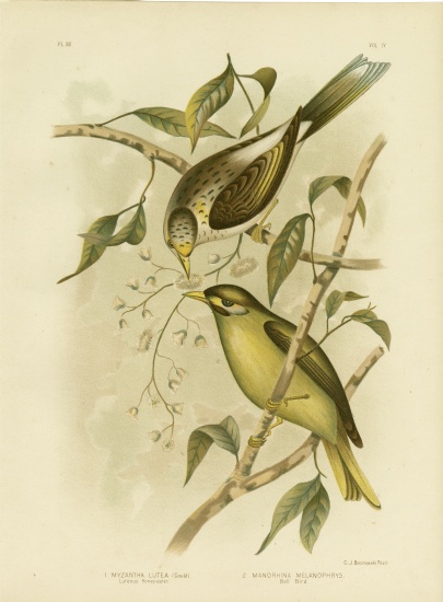 Luteous Honeyeater Or Yellow-Throated Miner from Gracius Broinowski
