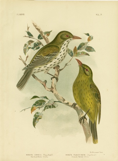 New South Wales Oriole Or Green Oropendola from Gracius Broinowski