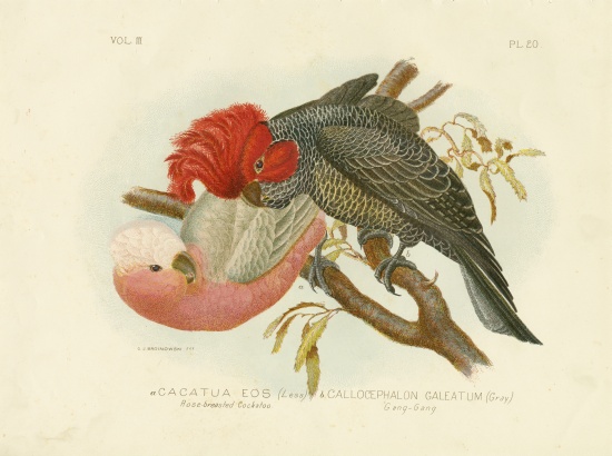 Rose-Breasted Cockatoo from Gracius Broinowski