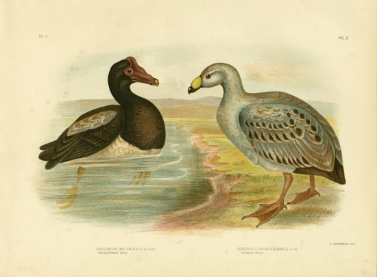 Semipalmated Goose Or Magpie Goose from Gracius Broinowski