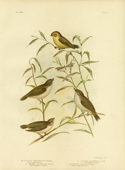 Short-Billed Smicrornis Or Weebill from Gracius Broinowski