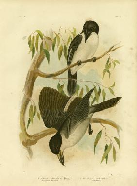 Silverys-Backed Crow-Shrike Or Silver-Backed Butcherbird