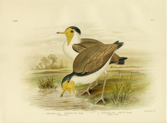 Wattled Plover from Gracius Broinowski