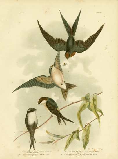 Welcome Swallow Or Pacific Swallow from Gracius Broinowski