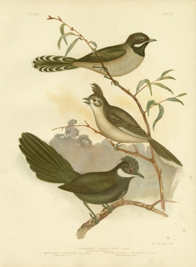 Western Whipbird from Gracius Broinowski