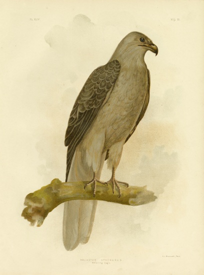 Whistling Eagle Or Whistling Kite from Gracius Broinowski