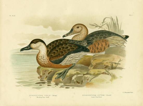 Whistling Tree Duck Or Wandering Whistling-Duck from Gracius Broinowski