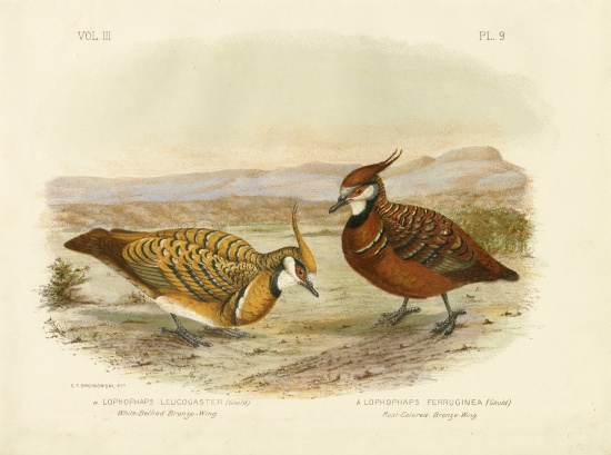 White-Bellied Bronzewing from Gracius Broinowski