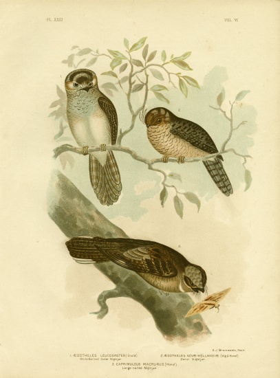 White-Bellied Owlet Nightjar Or Moth Owl from Gracius Broinowski