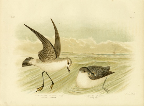 White-Faced Storm-Petrel from Gracius Broinowski