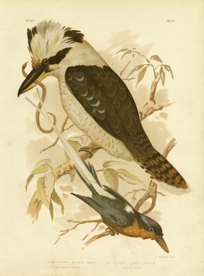 White-Tailed Kingfisher from Gracius Broinowski
