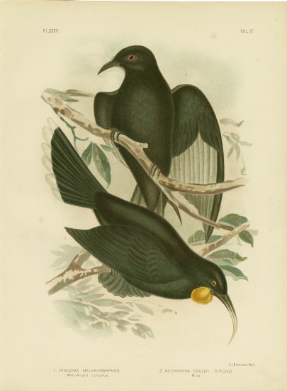 White-Winged Corcorax from Gracius Broinowski