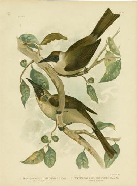 Yellow-Throated Friarbird Or Little Friarbird