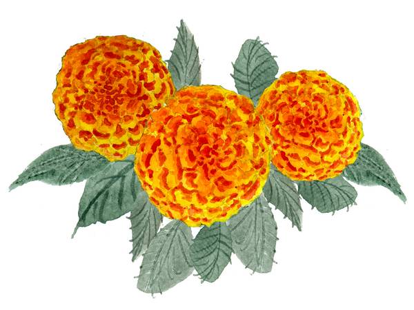 Orange Hortensien from Sebastian  Grafmann