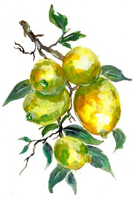 Lemon Fruits On A Tree Branch