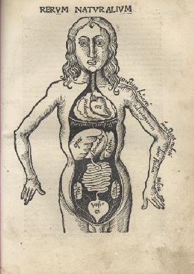 Margarita Philosophica. Anatomy