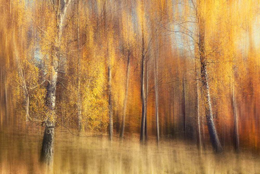 Autumn Birches from Gustav Davidsson