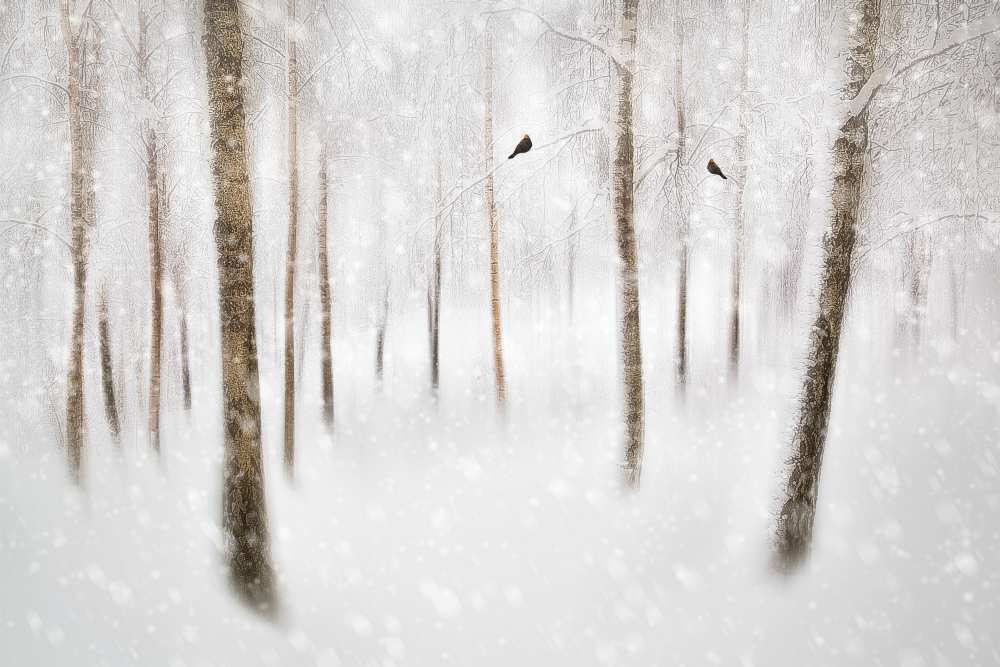 Winter Birches from Gustav Davidsson