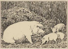 Zeichnung zur Fibel: Schwein