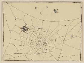 Zeichnung zur Fibel: Spinne