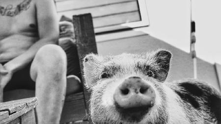 Schwein.