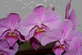 Orchidee 0040