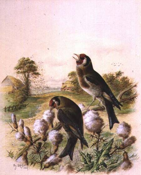 Goldfinches on thistles from Harry Bright