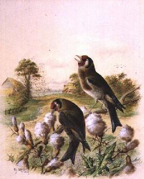Goldfinches on thistles