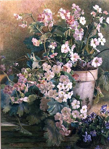 Study of Primroses from Hector Caffieri