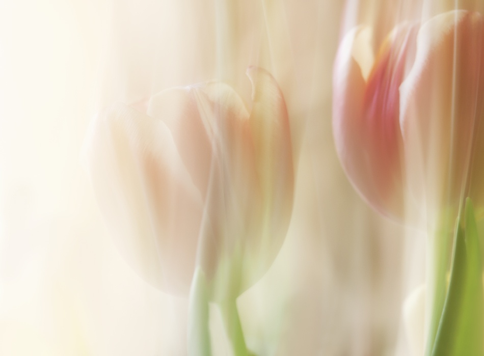 Scheue Tulpen from Heidi Westum