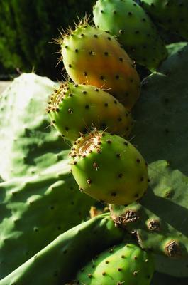 Kaktus from Heike Von Schulz