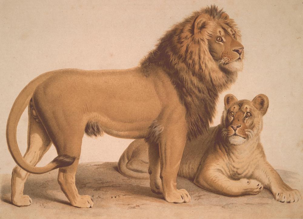 The Lion / Felis Leo from Heinrich Leutemann