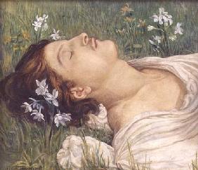 Narcissus