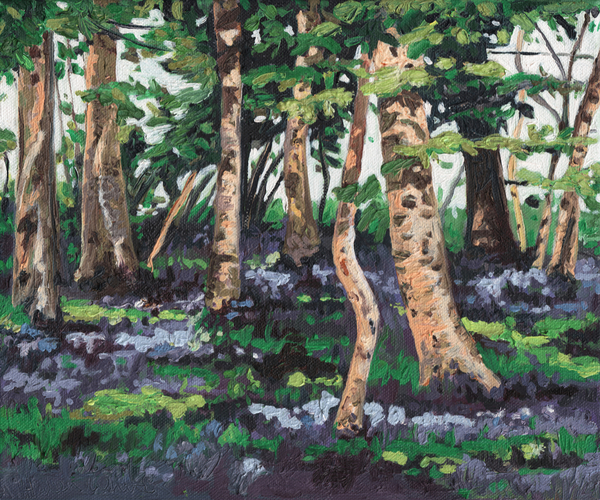 Bluebell Wood from Helen White