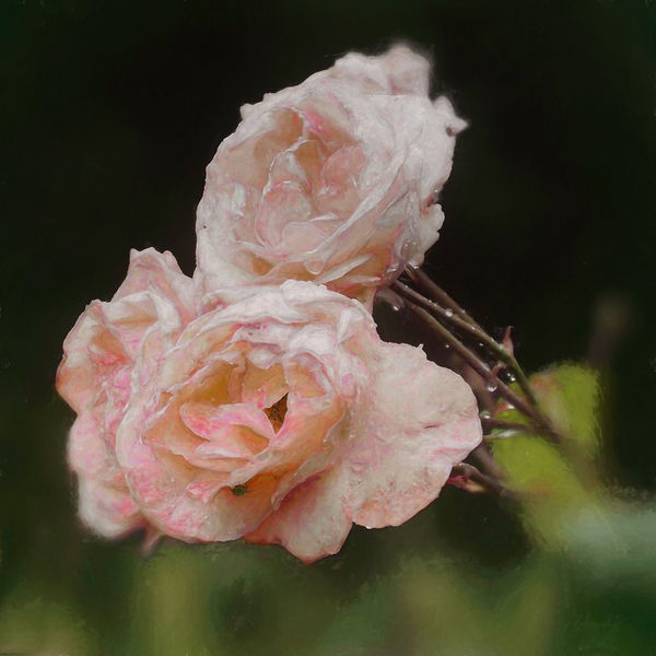Blush Roses from Helen White
